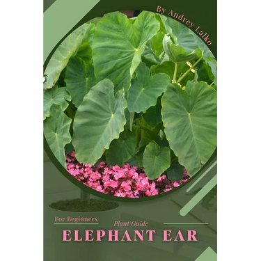 Elephant Ear: Plant Guide