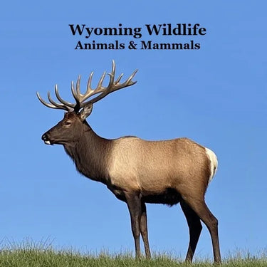 Wyoming Animals and Mammals Wildlife Book: Great Wyoming Animals book with Lifelike Images and Fun Facts