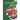 Fruit Production: Horticultural Practices