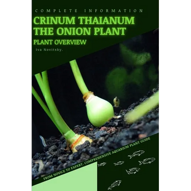 Crinum Thaianum The Onion Plant: From Novice to Expert. Comprehensive Aquarium Plants Guide