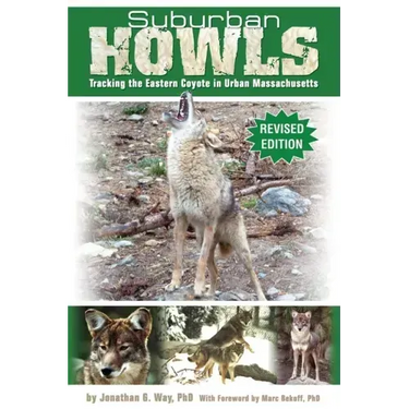 Suburban Howls: Tracking the Eastern Coyote in Urban Massachusetts