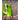 The Book of Frogs