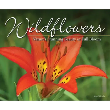 Wildflowers: Nature's Stunning Beauty on Display