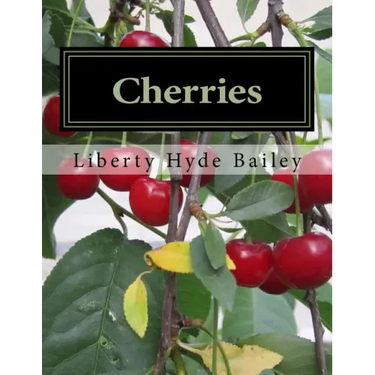 Cherries