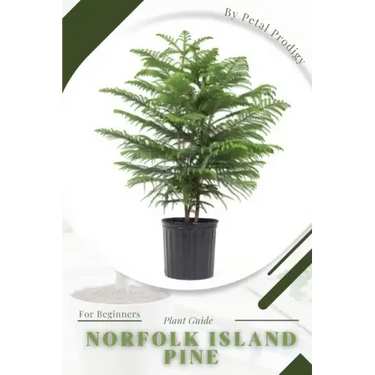 Norfolk Island Pine: Prodigy Petal, Plant Guide