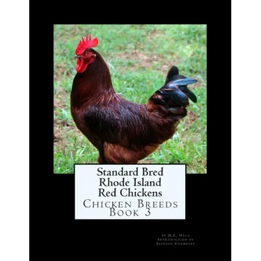 Standard Bred Rhode Island Red Chickens