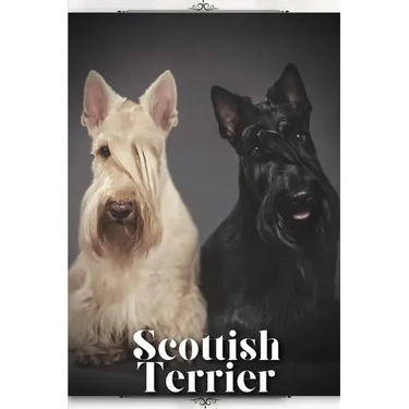 Scottish Terrier: Dog breed overview and guide