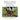 Medical, Genetic & Behavioral Risk Factors of Irish Setters