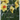Whatever is Lovely: A 40-Day Devotional Through the Garden