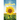 Address Book Sunflower