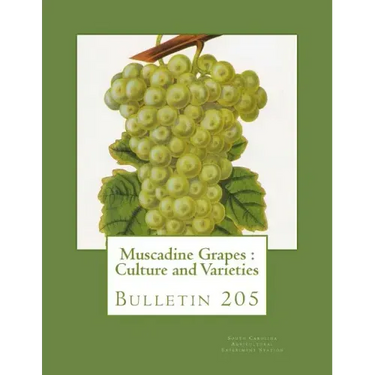 Muscadine Grapes: Culture and Varieties: Bulletin 205