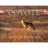 Coyote