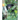 Sloth Bear: The Barefoot Bear of Sri Lanka