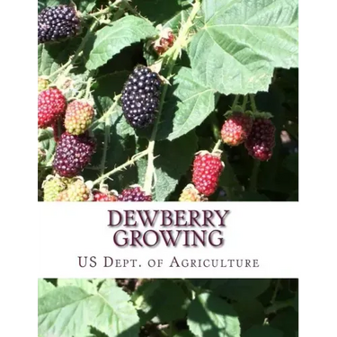 Dewberry Growing: Farmers' Bulletin 1403
