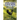 Ayam Cemani Chicken - The Indonesian Black Hen. A complete owner's guide to this rare pure black chicken breed. Covering History, Buying, Housing, Fee