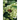 Trees and Shrubs Valuable to Bees