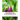 Experiences With Eggplants