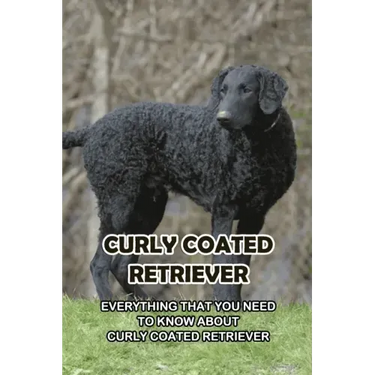 Curly Coated Retriever: Everything That You Need to Know About Curly Coated Retriever: How Well You Know ABout Curly Coated Retriever?