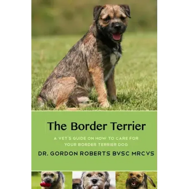 The Border Terrier: A vet's guide on how to care for your Border Terrier dog