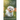 The Maltese Bichon