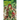 Poison Ivy Vol. 5: Human Botany