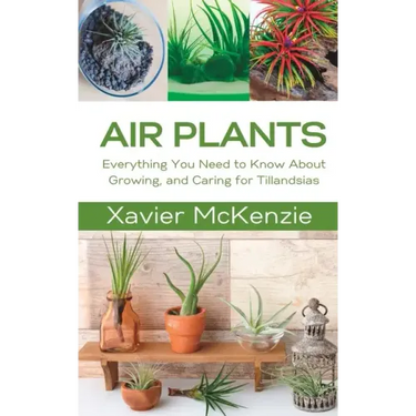 Air Plants: Everything You Need to Know About Growing, and Caring for Tillandsias