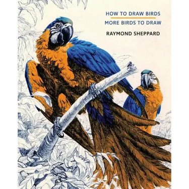 How to Draw Birds / More Birds to Draw
