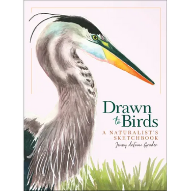 Drawn to Birds: A Naturalist's Sketchbook