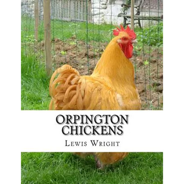 Orpington Chickens: From The Book of Poultry
