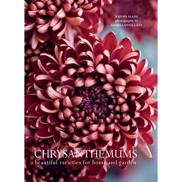Chrysanthemums: Beautiful Varieties for Home and Garden
