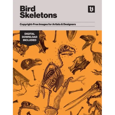 Bird Skeletons: Copyright-Free Images for Artists & Designers