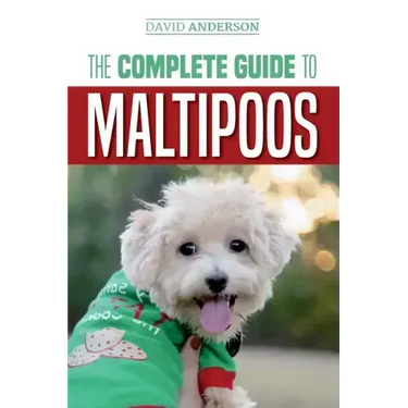 The Complete Guide to Maltipoos: Everything you need to know before getting your Maltipoo dog