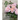 Vintage Roses: Beautiful Varieties for Home and Garden
