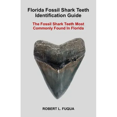 Florida Fossil Shark Teeth Identification Guide: The Fossil Shark Teeth Most Commonly Found In Florida