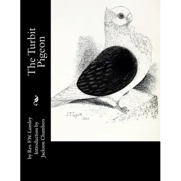 The Turbit Pigeon