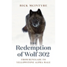 The Redemption of Wolf 302: From Renegade to Yellowstone Alpha Male