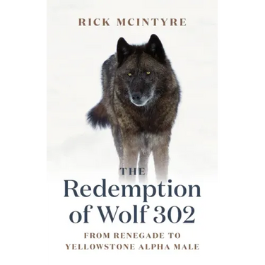 The Redemption of Wolf 302: From Renegade to Yellowstone Alpha Male