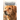 Hovawart Dog: Did You Know This Information About Hovawart Dog Breed?: Hovawart Dog Outline Handbook
