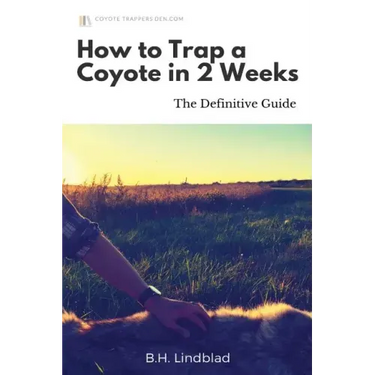 How To Trap a Coyote in 2 Weeks: The Definitive Guide