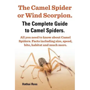 The Camel Spider or Wind Scorpion. the Complete Guide to Camel Spiders. All You Need to Know about Camel Spiders. Facts Including Size, Speed, Bite an