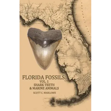 Florida Fossils: Shark Teeth & Marine Animals