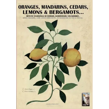 Oranges, mandarins, cedars, lemons & bergamots..: Artistic engravings of Ferrari, Aldrovrandi, Volckhamer...