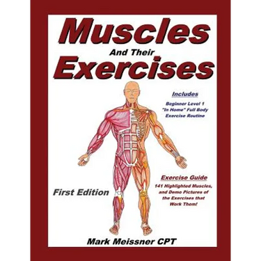 Muscles And Their Exercises