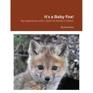It's a Baby Fox!