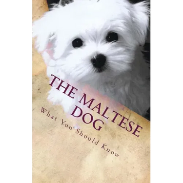The Maltese Dog: What You Should Know