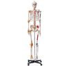 Human Skeleton Model for Anatomy, 71.65" Life Size, Accurate PVC Anatomy Skeleton Model with Ligaments, Movable Arms, Legs & Jaw, with Muscle Origin & Insertion Points, for Professional Teaching