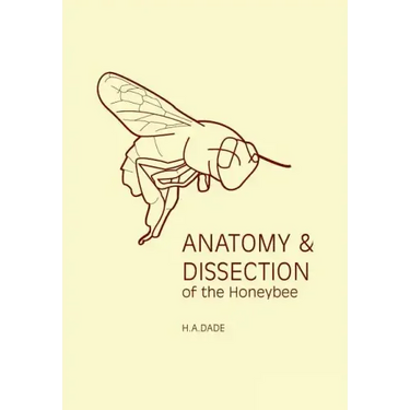 Anatomy and Dissection of the Honeybee