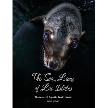 The Sea Lions of Los Islotes: The Jewel of Espíritu Santo Island
