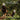 Majestic: The Bald Eagles of Berry College