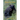 Dancing Bear